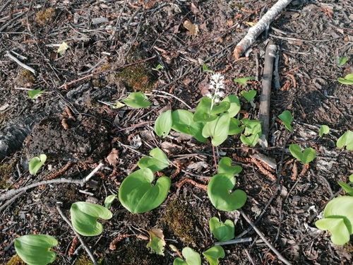May lily (Maianthemum bifolium)