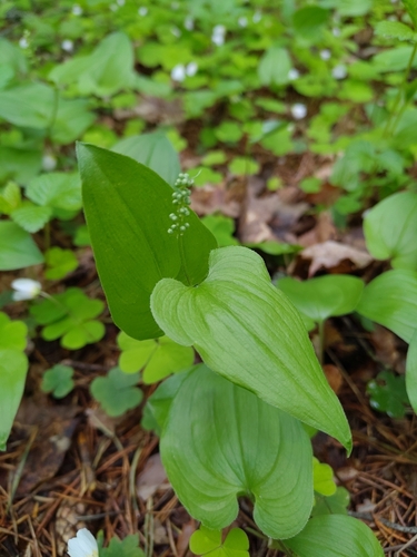 May lily (Maianthemum bifolium)