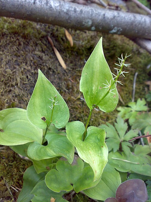 May lily: Maianthemum bifolium in Hurum, Norway