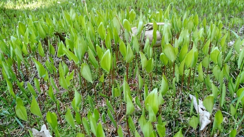 May lily (Maianthemum bifolium)