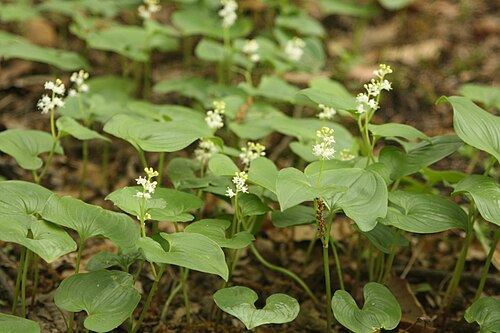 May lily: Maianthemum bifolium in Seoul, Korea