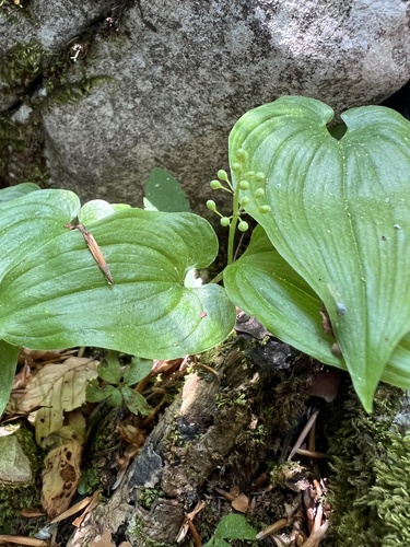 May lily (Maianthemum bifolium)