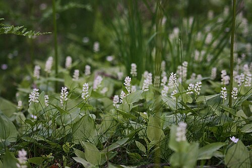 May lily: Leseleht