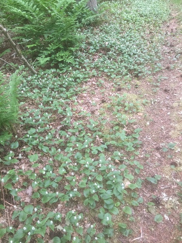May lily (Maianthemum bifolium)