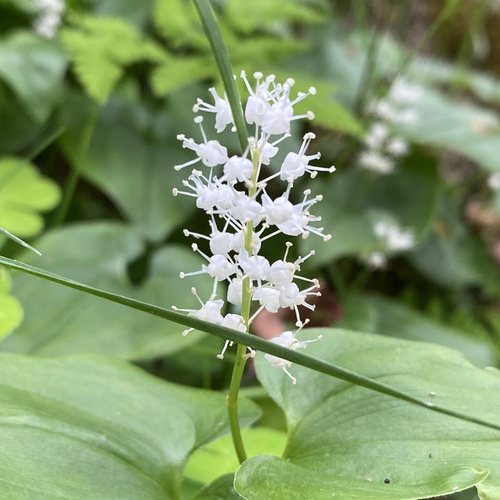 May lily (Maianthemum bifolium)