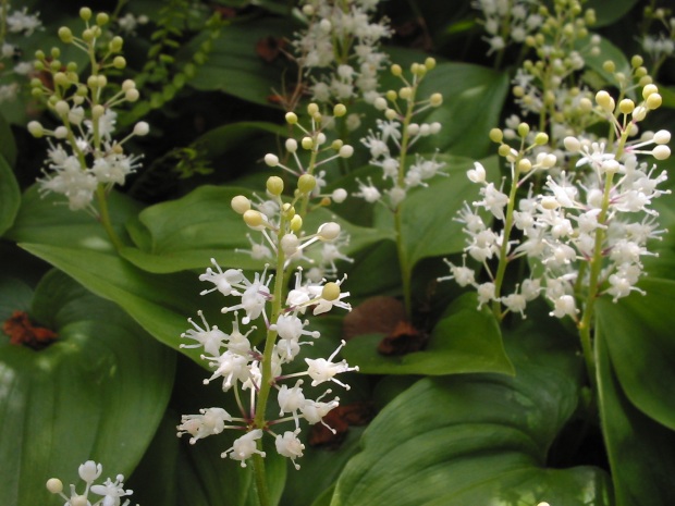 May lily: Maianthemum bifolium , Jardin alpin, fr:Jardin des Plantes de Paris