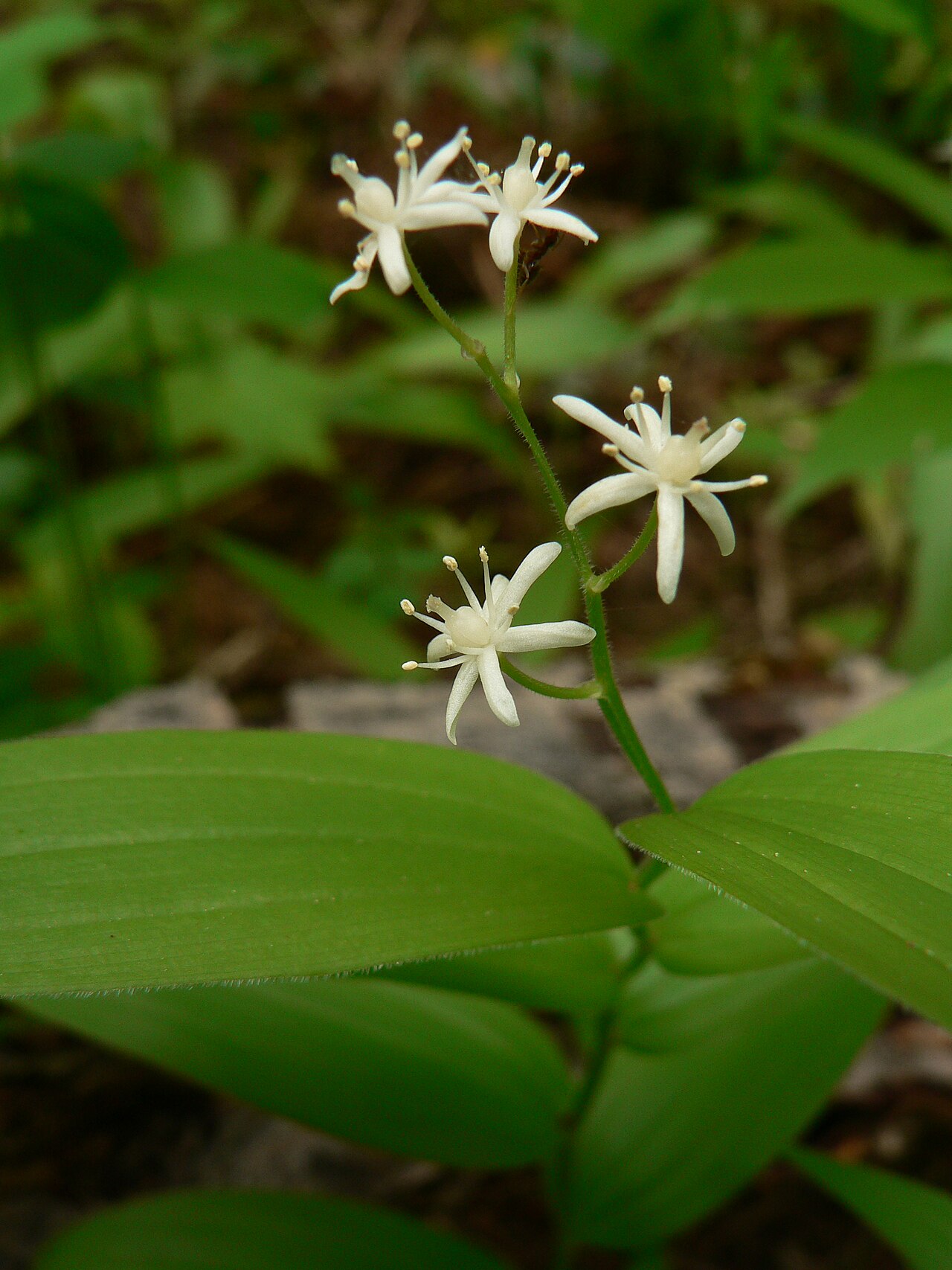 Starry false lily of the valley: Starry False Lily-of-the-valley, Star-flowered Solomon's-seal