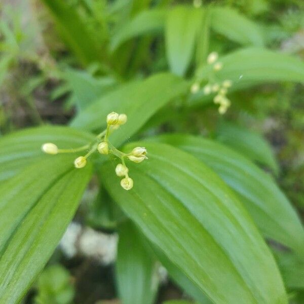 Starry false lily of the valley (Maianthemum stellatum)