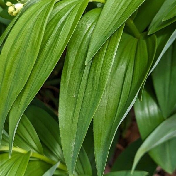 Starry false lily of the valley (Maianthemum stellatum)