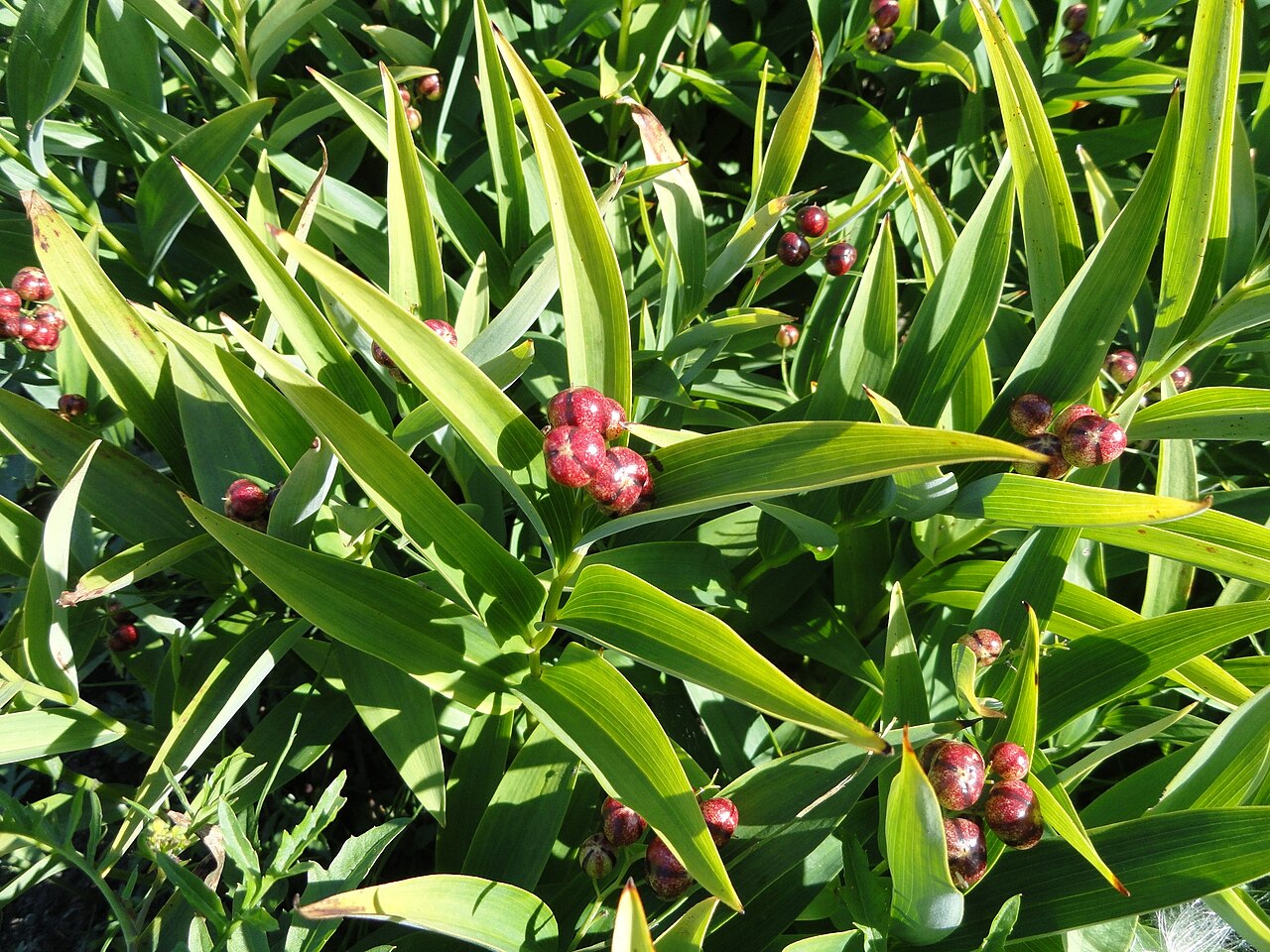 Starry false lily of the valley: Botanical specimen. The University of Helsinki Botanical Garden at Kaisaniemi