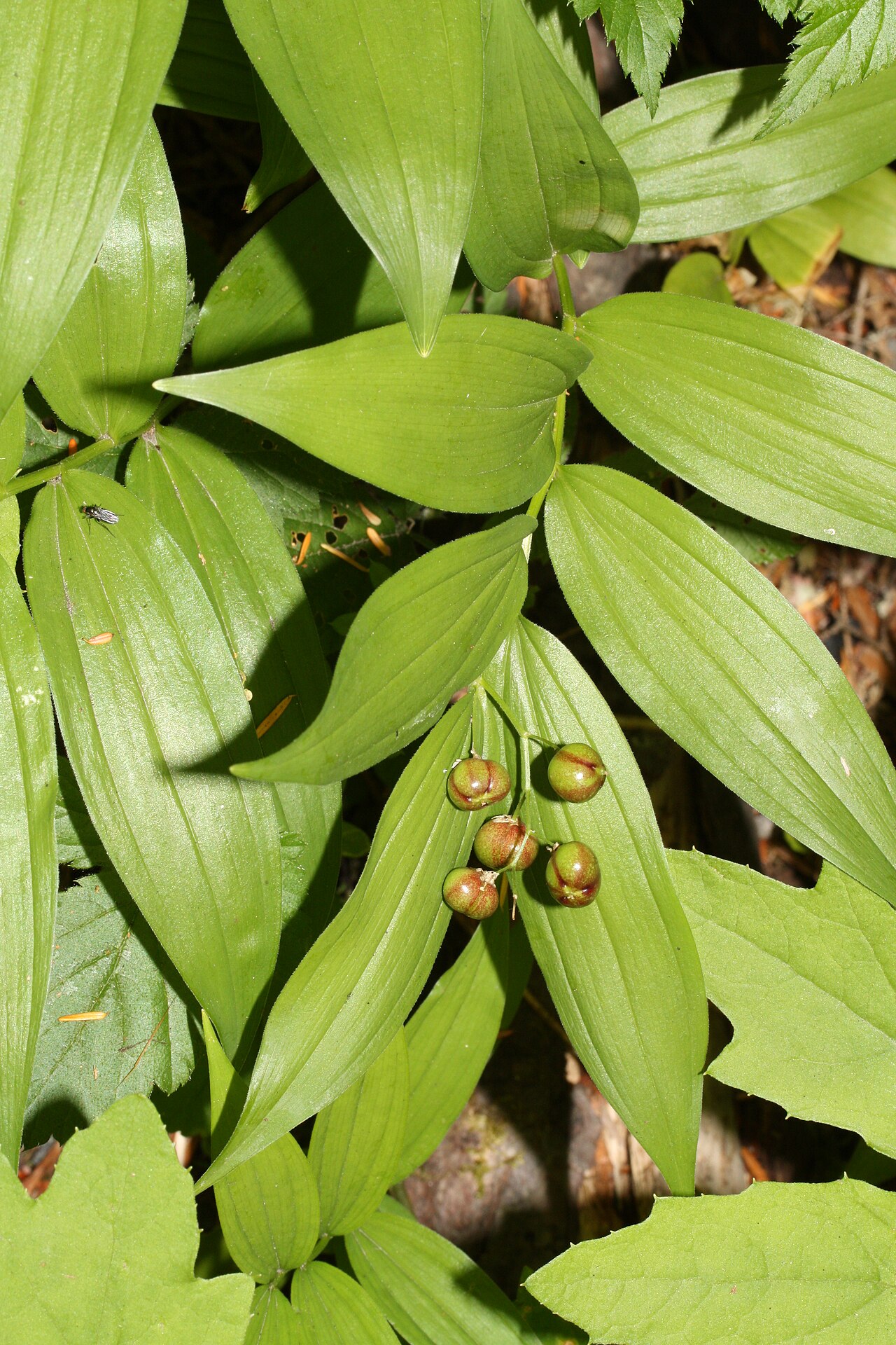 Starry false lily of the valley: Starry False Lily-of-the-valley, Star-flowered Solomon's-seal