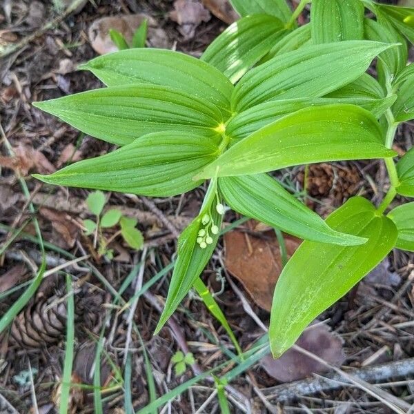 Starry false lily of the valley (Maianthemum stellatum)