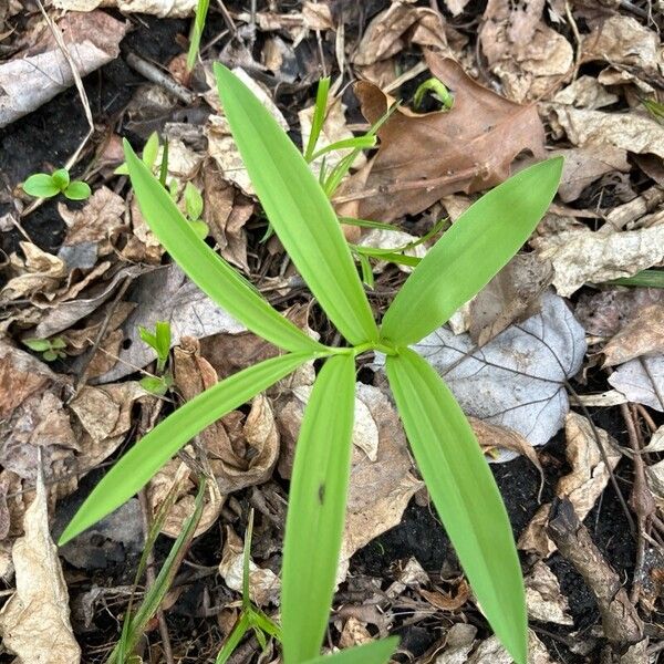 Starry false lily of the valley (Maianthemum stellatum)