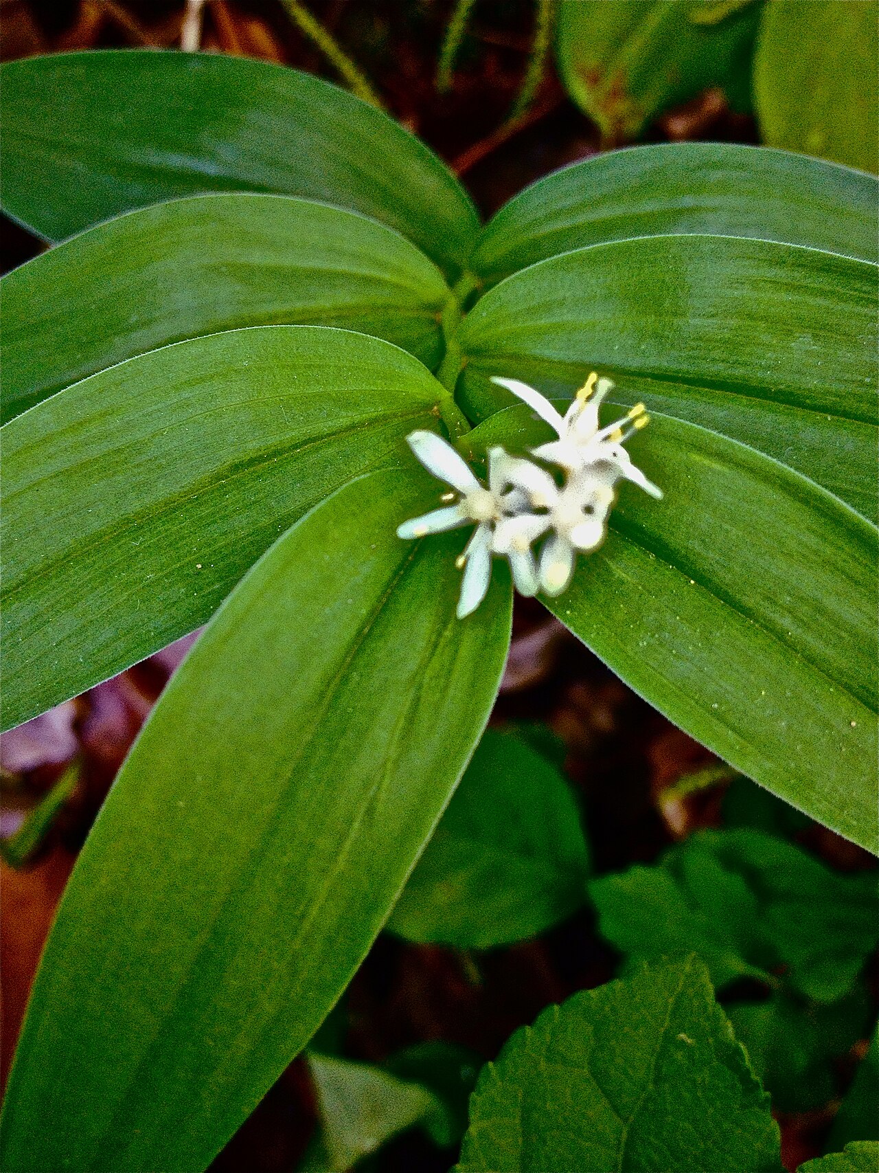Starry false lily of the valley: Photo of Maianthemum stellatum in flower. This is a native plant growing wild along the Potomac Heritage Trail in Turkey Run Park, in Fairfax county Virginia, U