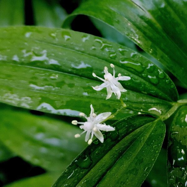 Starry false lily of the valley (Maianthemum stellatum)