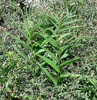 Starry false lily of the valley: Maianthemum stellatum in Lee Canyon , Spring Mountains , southern Nevada