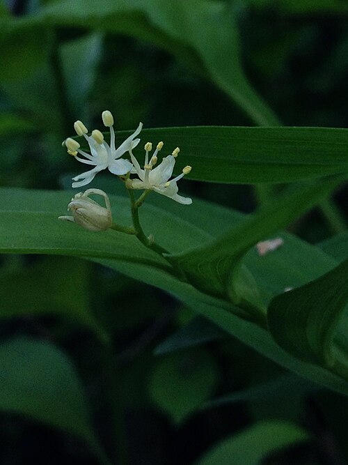 Starry false lily of the valley: Photo of Maianthemum stellatum in flower. This is a native plant growing wild along the Potomac Heritage Trail, in Turkey Run Park, Fairfax county Virginia, USA