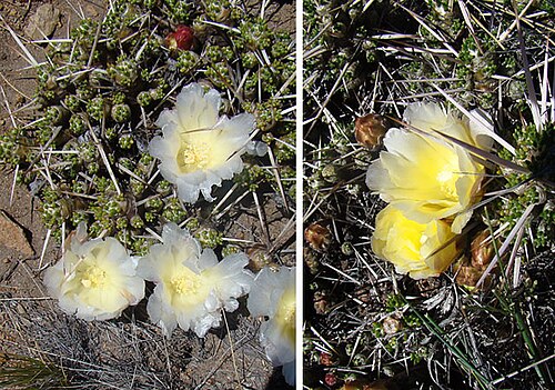 Maihuenia patagonica: The white and yellow version of this species, from central Rio Negro Province, Argentina. In context at www.dixpix.ca/sth_cordillera/flora/cacti_small/index.htm