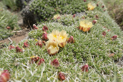 Maihuenia poeppigii (Maihuenia poeppigii)