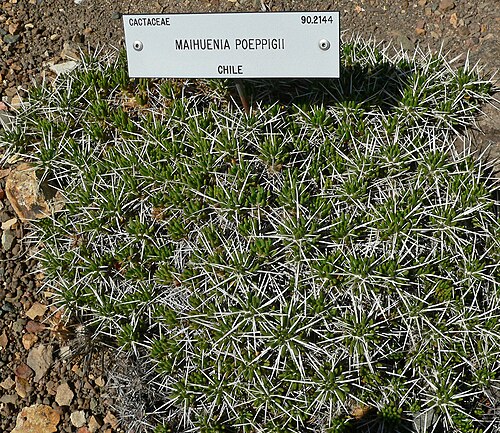 Maihuenia poeppigii: Maihuenia poeppigii at the University of California Botanical Garden , Berkeley, California