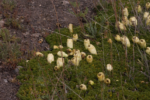 Maihuenia poeppigii (Maihuenia poeppigii)