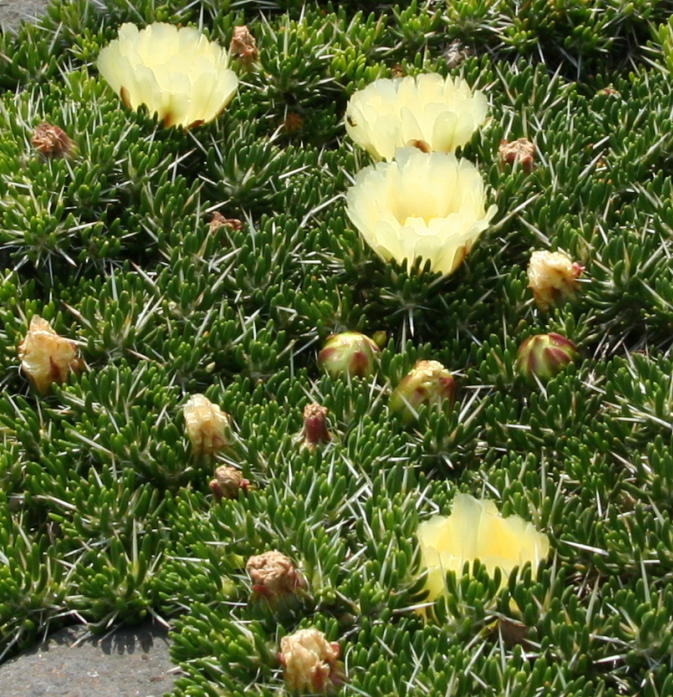 Maihuenia poeppigii: Maihuenia_poeppigii im Botanischen Garten Dresden