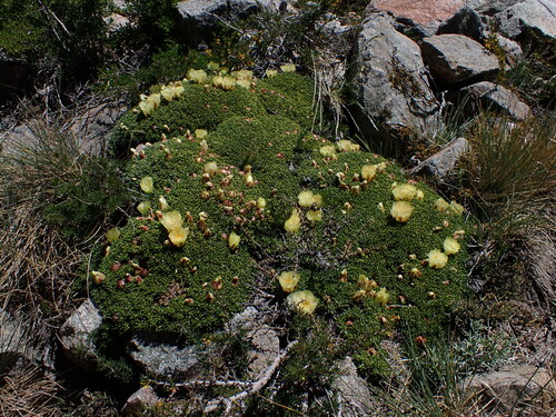 Maihuenia poeppigii (Maihuenia poeppigii)