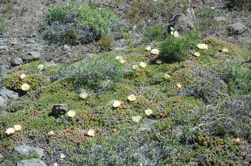 Maihuenia poeppigii (Maihuenia poeppigii)