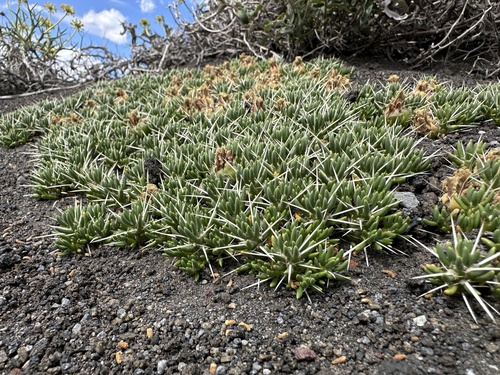 Maihuenia poeppigii (Maihuenia poeppigii)