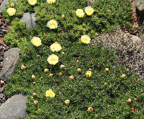 Maihuenia poeppigii: Maihuenia_poeppigii im Botanischen Garten Dresden
