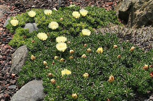 Maihuenia poeppigii: Maihuenia_poeppigii im Botanischen Garten Dresden