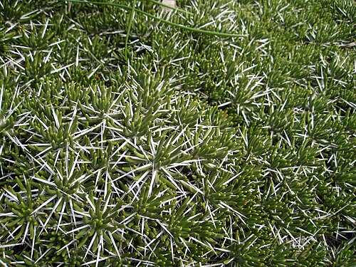 Maihuenia poeppigii: This was the first rock garden we visited on the NARGS 2010 winter study weekend. It is owned by a very knowledgeable rock gardener in the vicinity of Glendale,