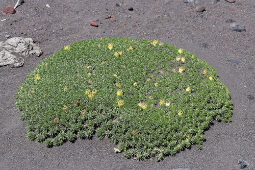 Maihuenia poeppigii (Maihuenia poeppigii)