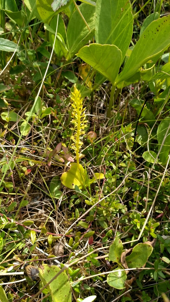 White Adder's mouth (Malaxis monophyllos)