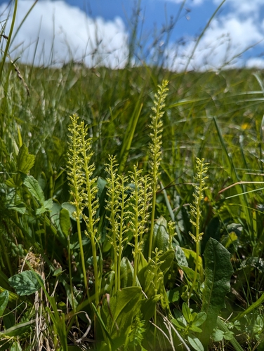 White Adder's mouth (Malaxis monophyllos)