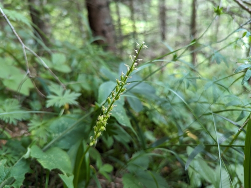 White Adder's mouth (Malaxis monophyllos)