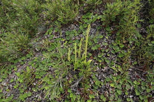 White Adder's mouth (Malaxis monophyllos)