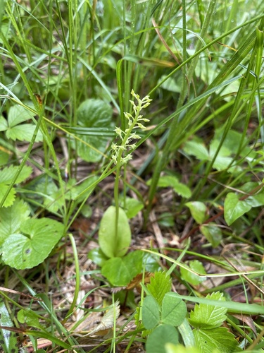 White Adder's mouth (Malaxis monophyllos)