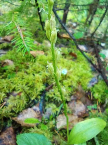 White Adder's mouth (Malaxis monophyllos)