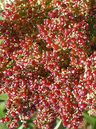 Laurel sumac: Malosma laurina — Laurel sumac, fruits. A plant native to California chaparral and woodlands habitats. Los Angeles County, California .