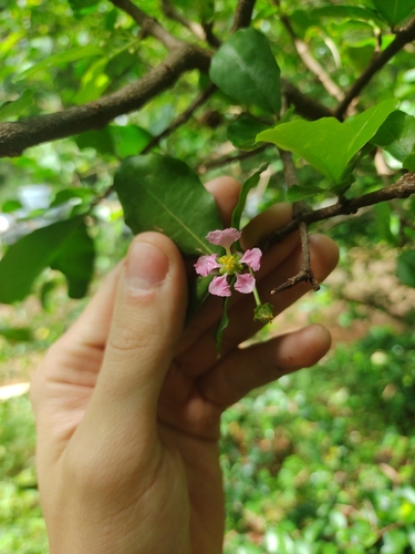 Barbados cherry (Malpighia emarginata)