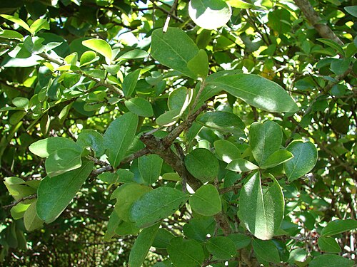 Barbados cherry: Malpighia emarginata (leaves). Location: Maui, Enchanting Floral Gardens of Kula