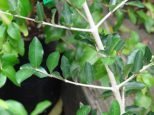 Barbados cherry: Malpighia emarginata (leaves and stems). Location: Maui, Kula Ace Hardware and Nursery