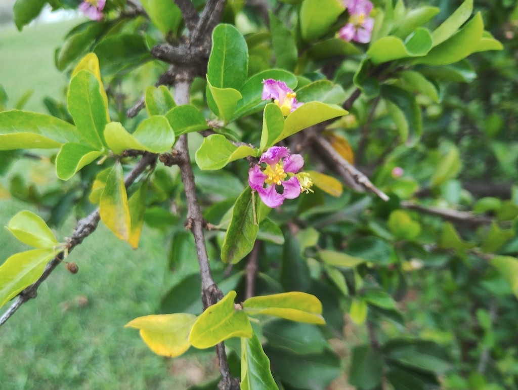 Barbados cherry (Malpighia emarginata)
