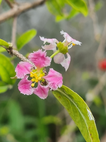 Barbados cherry (Malpighia emarginata)