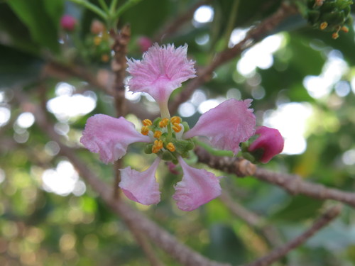 Barbados cherry (Malpighia emarginata)