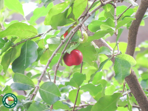 Barbados cherry (Malpighia emarginata)