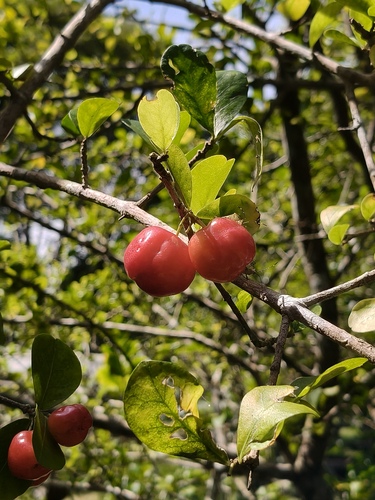 Barbados cherry (Malpighia emarginata)