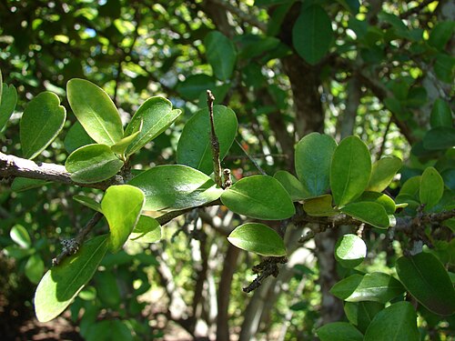 Barbados cherry: Malpighia emarginata (leaves). Location: Maui, Enchanting Floral Gardens of Kula