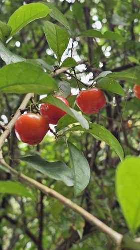 Barbados cherry (Malpighia emarginata)